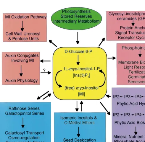 Fig. 1. Functional roles of myo-inositol in plant metabolism.