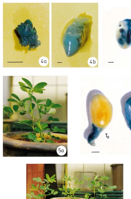 Fig. 4. GUS expression in the tissues of peanut cultivar TMV-2 explanted at various stages of recovery of transgenic plants