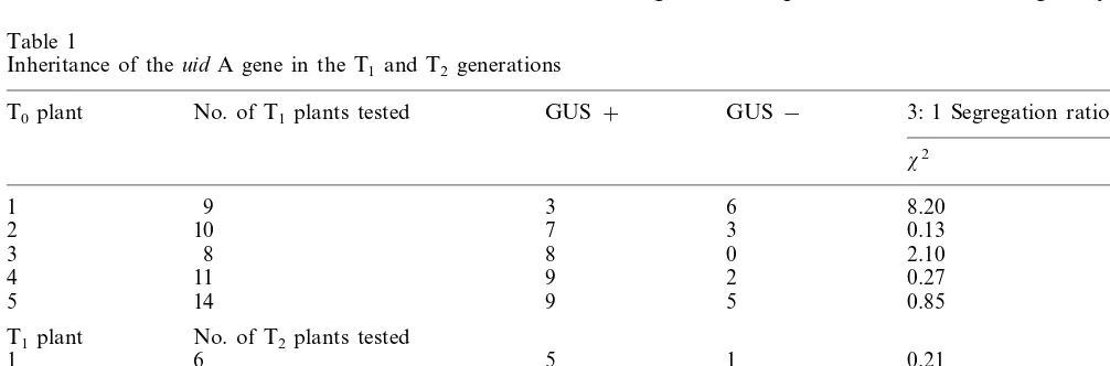 Fig. 12. Southern blot of T2 generation plants (dot blot).Uncut genomic DNA (5 �g) was loaded on a dot blotapparatus and probed with a 2.1-kb uid A gene fragment.Lanes 1–32: DNA of T2 plants.