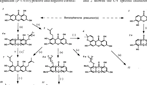 Fig. 1. Proposed pathway of xanthone biosynthesis in in vitro cultures of Hnew compound