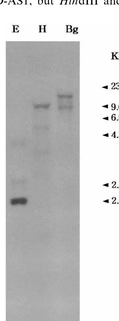 Fig. 5. Genomic Southern hybridization of AS. GenomicDNAs (10high stringency. E,rated on 1% agarose gel and corresponding nylon membranewas probed with �g) digested with restriction enzymes were sepa- 32P-labeled insert of pEuNOD-AS1 under EcoRI; H, HindIII; Bg, BglII.