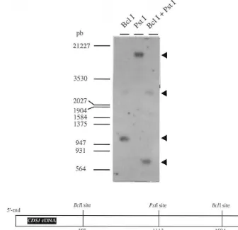 Fig. 4. Northern blot analysis of RNA from CEach lane contains 20cDNA of. roseus cells