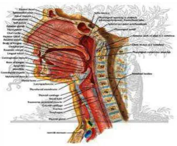 Gambar 2.1.1 Anatomi Nasofaring 