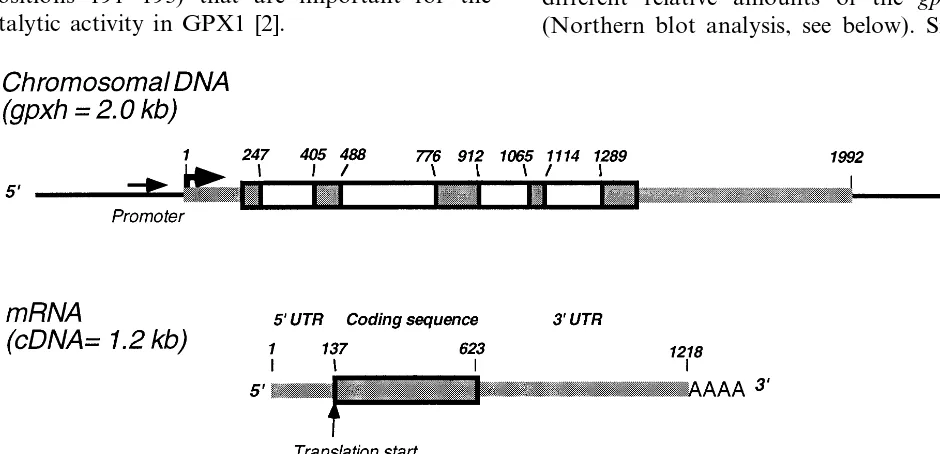 Fig. 1. Organization of gpxh gene and mRNA of C. reinhardtii. Numbers indicate the position of the site relative to thetranscription start site