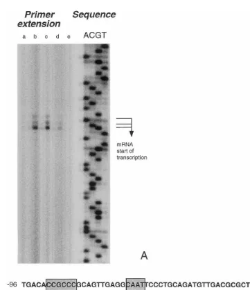 Fig. 3. Identiﬁcation of the gpxhPrimer extension ofprimer extension experiments are RNA samples taken from the same culture after exposure to 2 mM Hputative regulatory elements highlighted