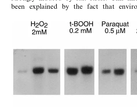 Fig. 4. Northern blot analysis of gpxhof expression after exposure to hydrogen peroxide