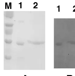 Fig. 4. Protein (A) and diaphorase activity (B) stainings in15% SDS–PAGE gels for detection of monodehydroascor-bate reductase activity of dioscorins puriﬁed from yam tubers.Samples in lane 1 were incubated in sample buffer without2-ME; while in lane 2, sa