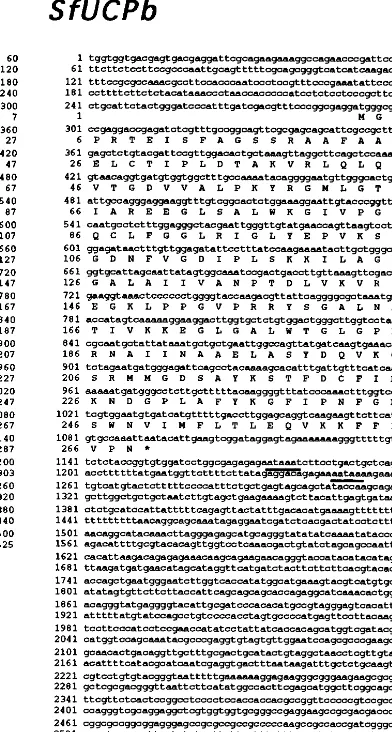 Fig. 1. Nucleotide and deduced amino acid sequences of SfUCPaunderlined. The asterisk indicates the stop codon