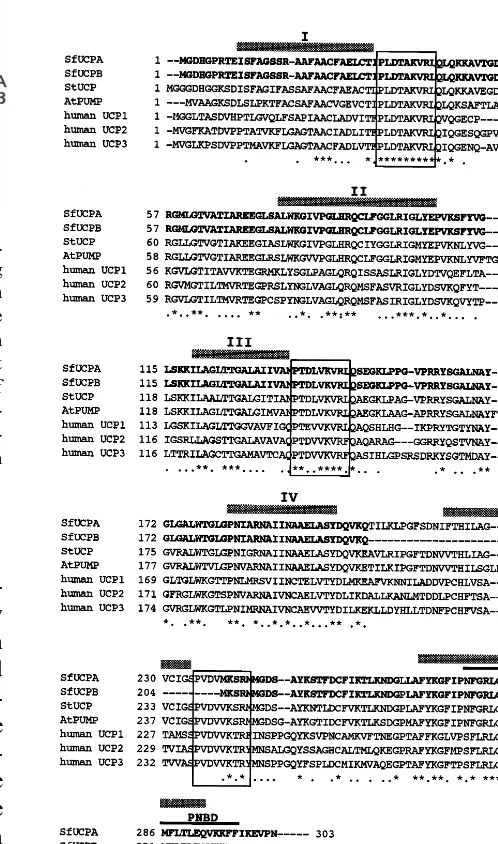 Fig. 3. Alignment of the deduced amino acid sequences of theputative SfUCPA and SfUCPB proteins with the potato(StUCP), Arabipopsis (AtPUMP) and human UCPs