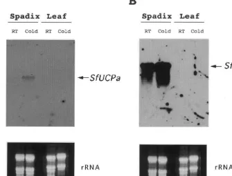 Fig. 4. Spadix-speciﬁc and low-temperature-inducible expressions of SfUCPa12 h). Each lane was loaded with 20 and SfUCPb mRNAs