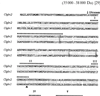 Fig. 1. Comparison of the deduced amino acid sequences of the C. lineata cytosolic (Clgln1) and chloroplastic (Clgln2) GScDNAs