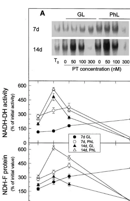 Fig. 3. Effects of leaf age, photooxidative light and paraquatconcentration on the levels of Ndh activity and NDH-Fprotein
