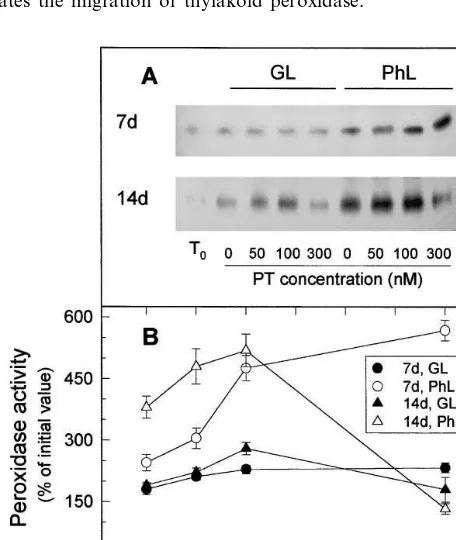 Fig. 4. Comparative isoenzyme pattern of whole leaf extractand thylakoid peroxidases after staining with 4-methoxy-naphtol