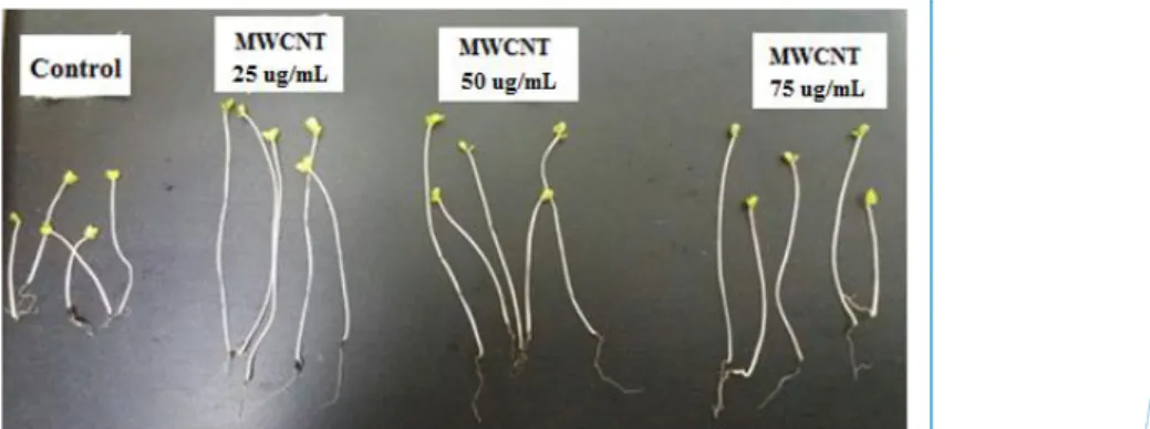 Figure 12. Effect of the functionalized MWCNT is on the growth of mustard seedling after 5 days There are differences in the size of mustard plant cells due to immersion treatment in functionalized  MWCNT as shown in figure 13