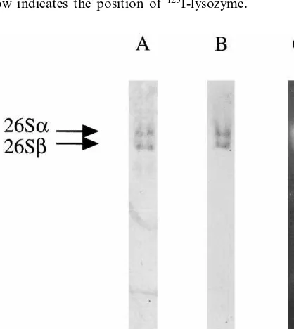 Fig. 2. Electrophoretic analysis of degradation of poly-Ub-125times in the presence of 10 mM MgI-lysozyme conjugates by the puriﬁed 26S proteasome