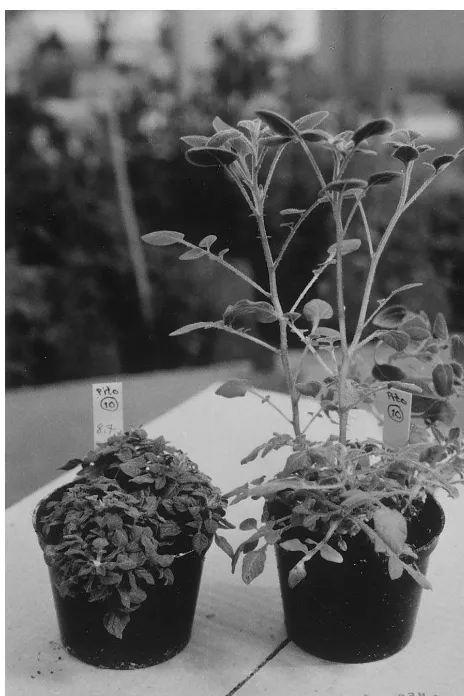 Fig. 1. Two plants of the haploid pitophy, whereas the plant to the left was sprayed with distilled mutant (line no