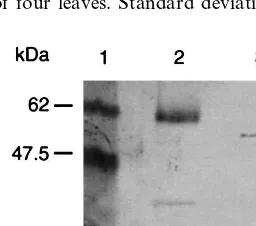 Fig. 3. Western blot analysis of ER retained fusion proteins.Afﬁnity puriﬁed L-GST-scFv24K and L-CP-scFv24K wereseparated by 12% SDS-PAGE and proteins were transferredto a nitrocellulose membrane