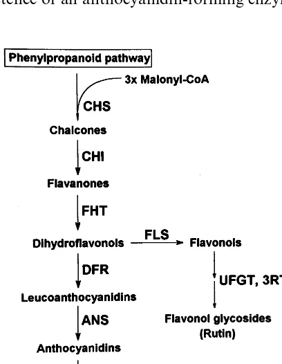 Fig. 1. Simpliﬁed representation of the ﬂavonoid biosyntheticpathway.