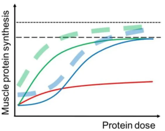 Gambar 12. sintesis protein terhadap intake protein 78