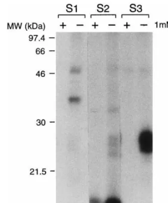 Fig. 3. Effect of ABA treatment on binding of GTP to barleyembryos. Barley embryos isolated from non-dormant grainsABA