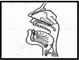 Gambar 6: Posisi mulut 