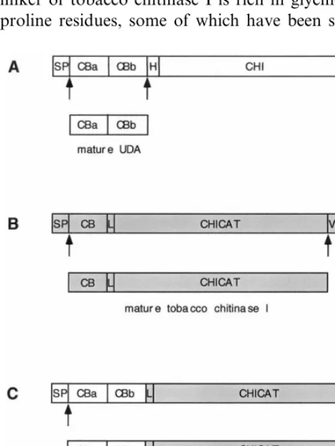 Fig. 1. Schematic representation of how the precursors to (A)UDA, (B) tobacco chitinase I and (C) the UDA–Chi fusionare processed