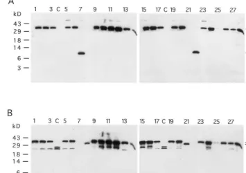 Fig. 2. Western analysis of EWF from F1 progeny using (A) �-UDA antibodies and (B) �-CHI antibodies