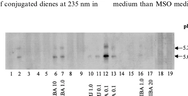Fig. 1. Immunoblot of a pH 4–7, 5% IEF-PAGE gel illustrating the effects of different plant regulators on LOX expression inimmature zygotic embryo cotyledons of soybean cultured for 5 days