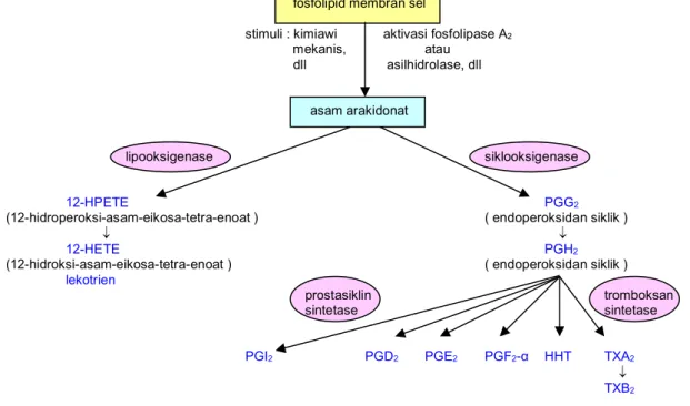 Gambar 3. Metabolisme asam arakidonat   11 