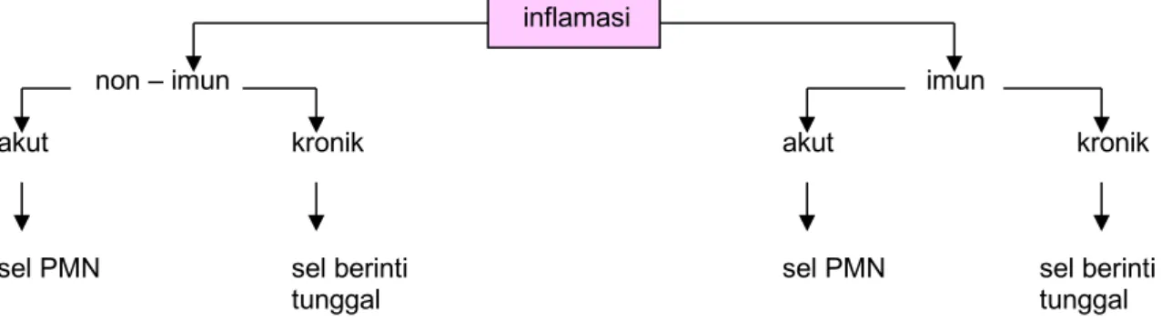 Gambar 8. Klasifikasi proses inflamasi  14