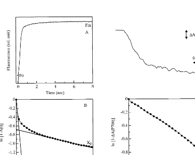 Fig. 2. (A) The ﬂuorescence induction curve of isolated thylakoid membranes in the presence of DCMU