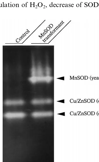 Fig. 1. Expression of yeast Mn-SOD in the transformed riceplants. Proteins were extracted from the control and trans-electrophoresed on a 10% non-denaturing polyacrylamide gelgenic rice plants