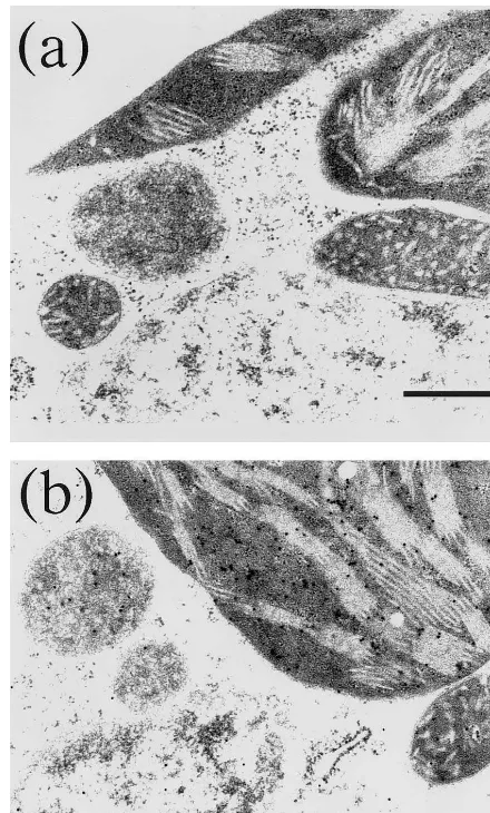 Fig. 3 shows changes in quantum efﬁciency ofPSII during irradiation of MV-treated control andtransgenic rice