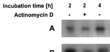 Fig. 10. Analysis of the mRNA stability by blocking themRNA synthesis with actinomycin D