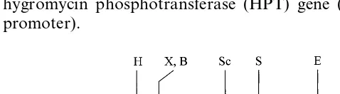 Fig. 1. Structure of the binary vector pIG121Hm [11]. Thechimeric genes were inserted between the right and left bordersequences of T-DNA