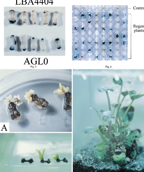 Fig. 2. Transient GUS assay after AgrobacteriumFig. 4. GUS assay of the regenerated plants
