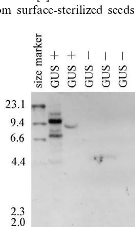 Fig. 5. Southern blot analysis of 2 GUS-positive (GUS+)and 3 GUS-negative (GUS−) plants
