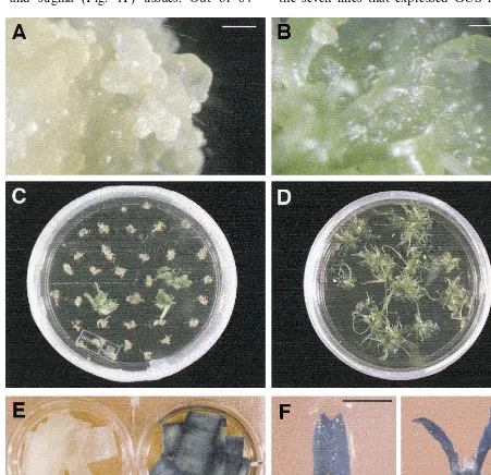 Fig. 1. Production of transgenic oat (GAF-30/tissues of oat initiated from mature seeds on Dregenerative tissues of oat initiated from mature seeds on Dmedium