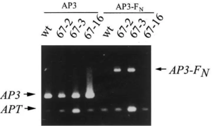 Fig. 3. RT-PCR amplification of AP3 and AP3-F N cDNAs.