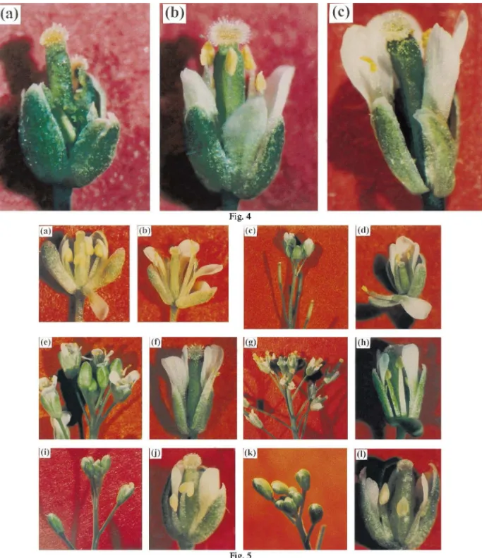 Fig. 4. Complementation of ap3-1. (a) ap3-1 flower. Second and third whorl organs are short green sepaloid organs and short abnormal green staminoid organs respectively