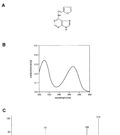 Fig. 1. N6-furfuryladenine or kinetin. (A) Chemical formula; (B) UV spectrum; and (C) mass spectrum.