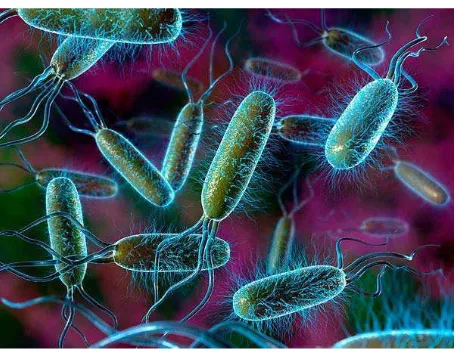 Gambar 2.2 Koloni Sumber :http://lintasgayo.co/2013/08/15/bakteri-e-coli-ancam-cemari-danau-lut-tawar Escherichia coli Menurut Jawetz, dkk