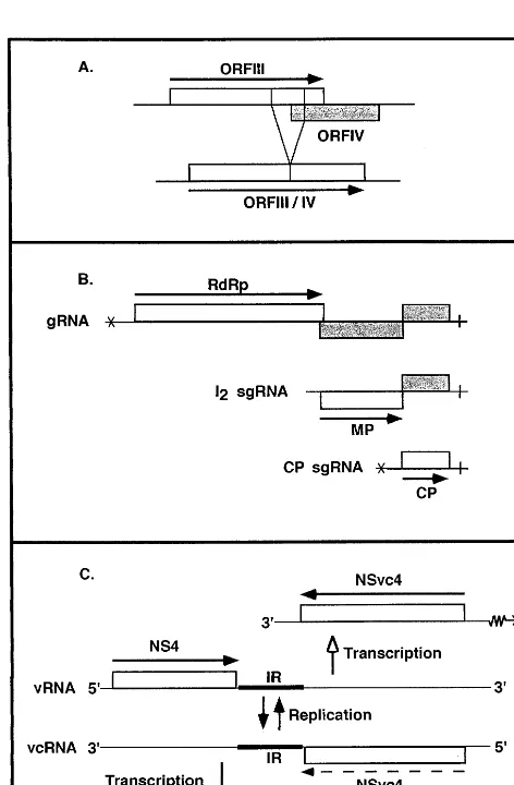 Fig. 1. Regulation of gene expression at the level of transcrip-tion. (A) Splicing in WDV ORF III and ORF IV