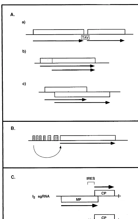 Fig. 2. Regulation of gene expression at the level of initiationof translation. (A) Leaky scanning/reinitiation