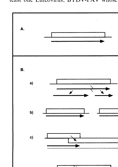 Fig. 4. ORFs of Grapevine ﬂeck virus. The ORFs 1, 2 and 3are in different reading frames