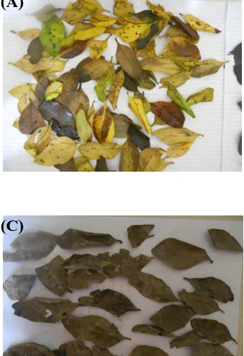Gambar 12. Bentuk serasah daun A. marina yang mengalami dekomposisi selama pengamatan dari kontrol, 15 hari sampai dengan 75 hari
