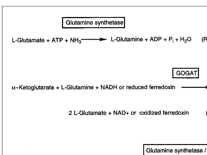 Fig. 2. The glutamate synthase cycle. The first reaction is catalyzed by glutamine synthetase(transaminating) (EC 1.4.7.1)