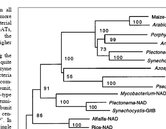 Fig. 3. An unrooted phylogenetic tree of NAD(P)H- and Fd-glutamate synthase (GOGAT)U38804; NADP (Synechocystisused to calculate the tree