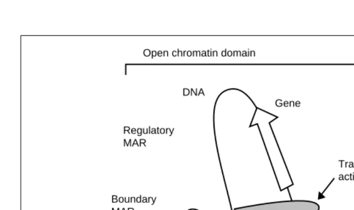 Fig. 1. Possible roles of matrix attachment regions (MARs) illustrated in the context of com-pacted and open chromatin domains of a eukaryotic chromosome