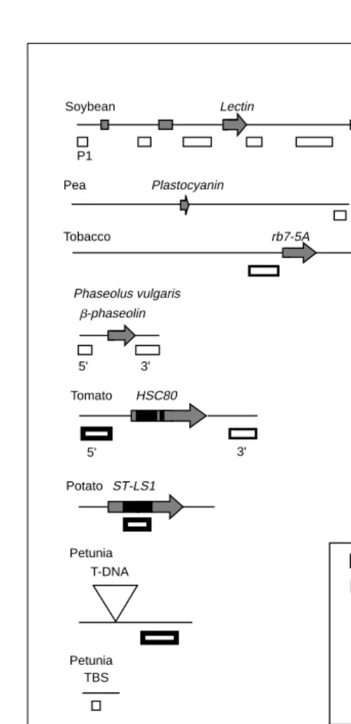 Fig. 2. Map position of the known plant matrix attachment regions(MARs) with respect to genes or other relevant features of thesource region